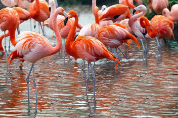 Red and pink Flamingo on a background of water. Copyspace for text