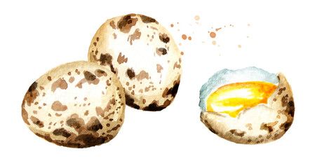 Quail Eggs composition. Watercolor hand drawn illustration isolated on white background