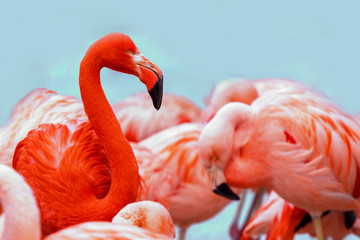 Red and pink flamingos on blue background. Copyspace for text