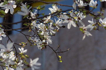 springtime blossom branch of tree on city facades