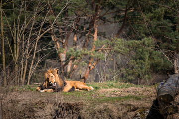 Male lion lying down in the forest