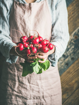 Female farmer wearing pastel linen apron and shirt holding bunch of fresh ripe radish with leaves in her hands, selective focus. Organic produce or local market concept