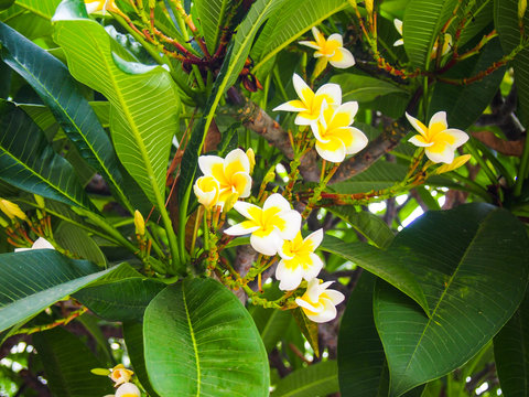 exotic plumeria (frangipani)