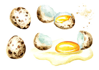 Quail eggs set. Watercolor hand drawn illustration isolated on white background