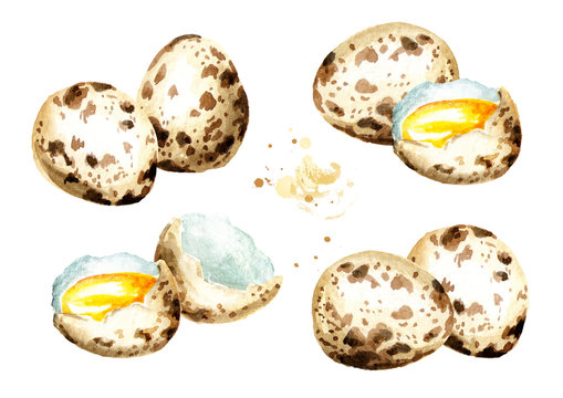 Quail Eggs set. Watercolor hand drawn illustration, isolated on white background