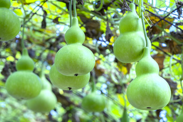 Ornamental Gourd Farm in the harvest season with the gourds hanging on the rig as the beautiful gourd vase in the garden