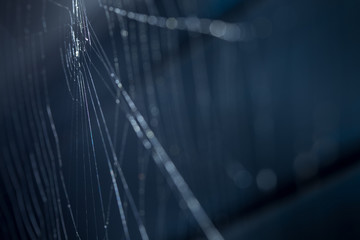wo lauert die Gefahr - Spinnennetz einer Spinne