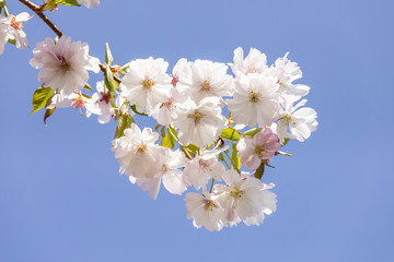 detail of blooming cherry bud of tree