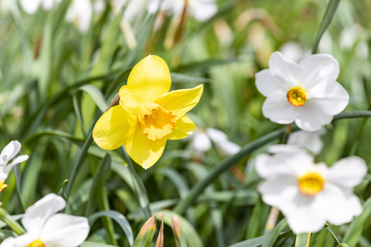 detail of blooming narcissus flower