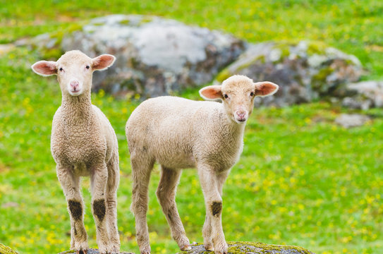 cutle little lambs on a rock