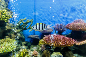 Fototapeta na wymiar Cichlid, aquarium fish swimming in aquarium