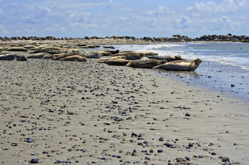 Common seals  and gray seals on the beach of Helgoland, North Sea, Northern Germany