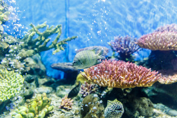 Naklejka na ściany i meble Cichlid, aquarium fish swimming in aquarium
