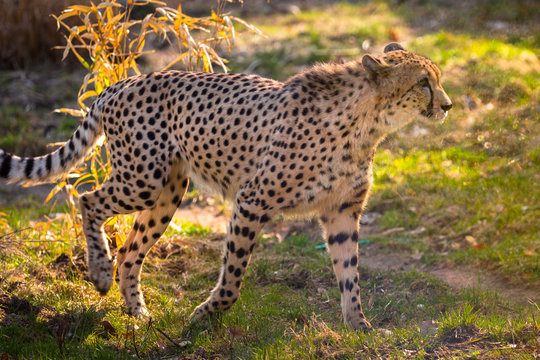 Beautiful cheetah walking careful on green fields