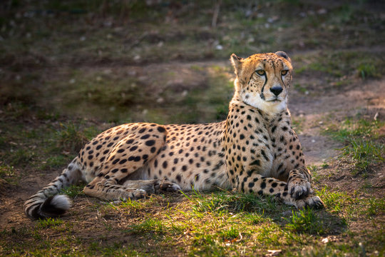 Beautiful cheetah lying down on green fields