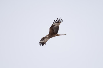 Fototapeta premium Black kite in the sky