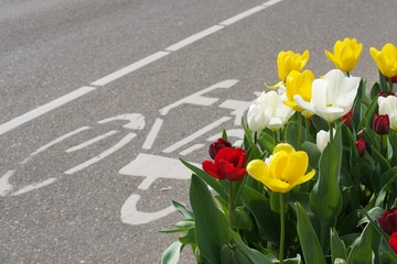 Amsterdam ścieżka rowerowa i kwitnące tulipany © agnieszkalll