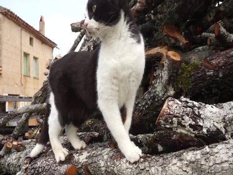 Gato ara&ntilde;ando madera que se asusta con un ruido