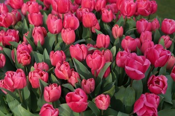 kilkadziesiąt różowych tulipanów