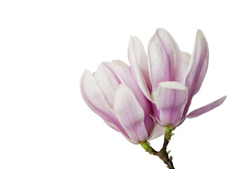 Obraz na płótnie Canvas Blossoming twig of Magnolia. Two magnolia flowers isolated on a white background. 