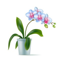 Naklejka na ściany i meble Colored exotic orchid pot realistic isolated. Tropical flower in tub. Vector illustration