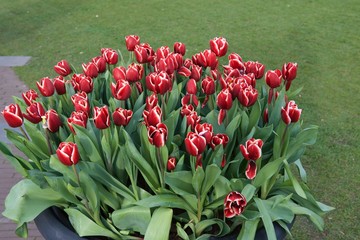 czerwono białe tulipany 