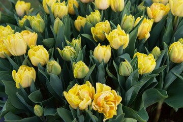 Fototapeta żółte tulipany  obraz