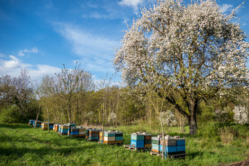 Fototapeta na wymiar Bienenkasten im Frühjahr