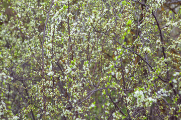 Obraz premium spring flowers and buds
