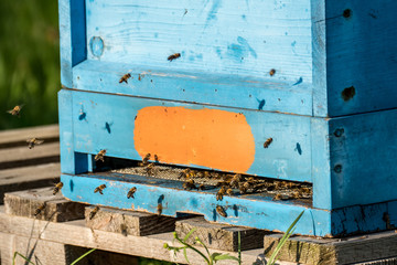 Bienenkasten im Frühjahr