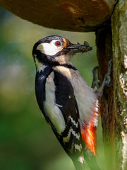 great spotted woodpecker (Dendrocopos major) feeding chicks