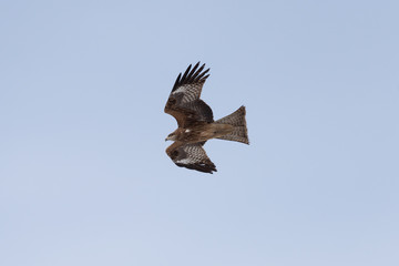 Black kite in the sky