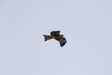 Black kite in the sky