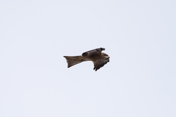 Black kite in the sky