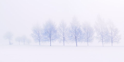 Tranquil scene of birches in winter morning fog