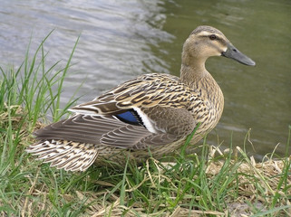 Weibliche Ente mit schmalen Schnabel am Wasserufer