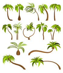 Palm trees isolated on white background. Beautiful vectro palma tree set vector illustration