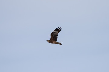 Black kite in the sky