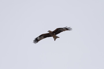 Fototapeta na wymiar Black kite in the sky