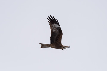 Fototapeta na wymiar Black kite in the sky