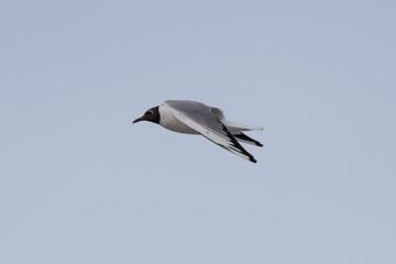 Seagull in flight