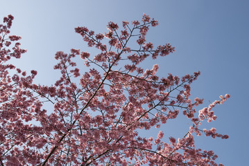 Cerisier du Japon, printemps