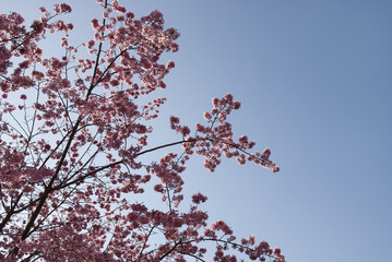 Cerisier du Japon, printemps