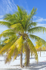 Fototapeta na wymiar Earthly paradise, palm trees sun and sand near the sea
