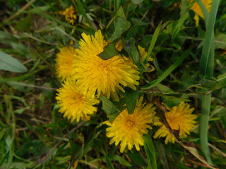 yellow dandelion