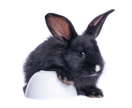 Black rabbit in front of white background