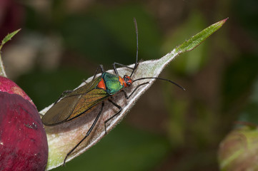coleóptero