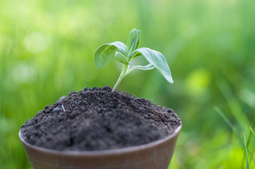 The seedling are growing from the rich soil to the morning sunlight that is shining, ecology concept