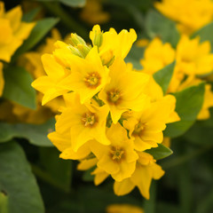 Dotted loosestrife close up in garden 