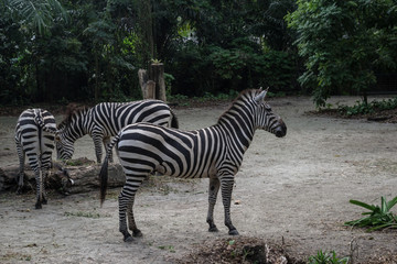 Fototapeta na wymiar Group of beautiful striped zebras relaxing in Singapore. Profile view of zebra in foreground.